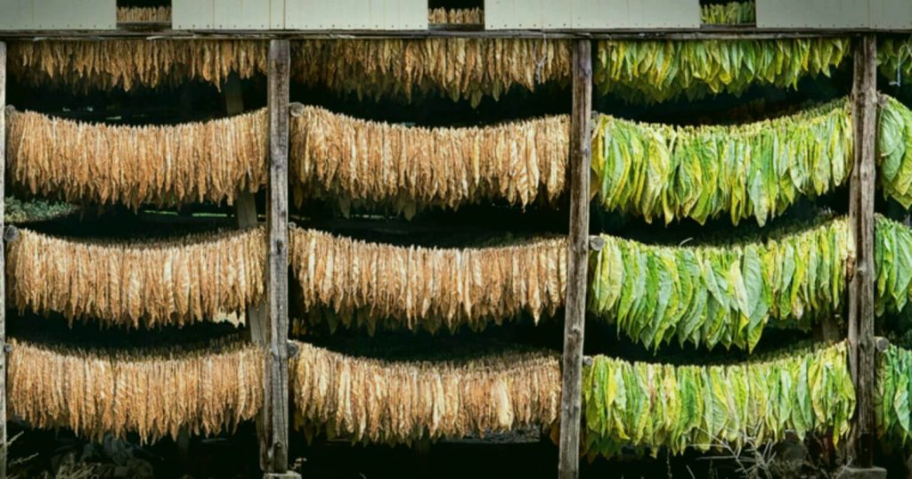 A Captivating Glimpse: Tobacco Leaves Drying Under the Warm Sun