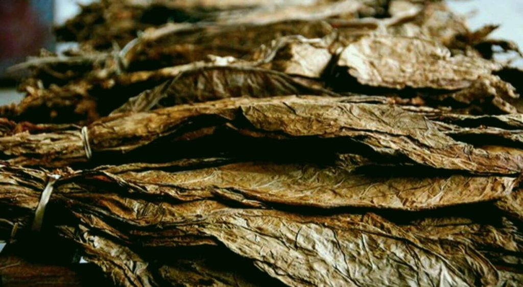 Behold the captivating allure of dark air-cured tobacco leaves, meticulously suspended to dry, offering a mesmerizing spectacle.